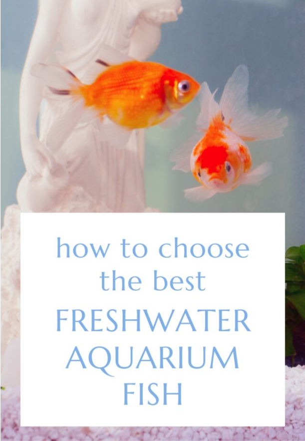 How to Choose the Best Color Spectrum for your Freshwater Fish