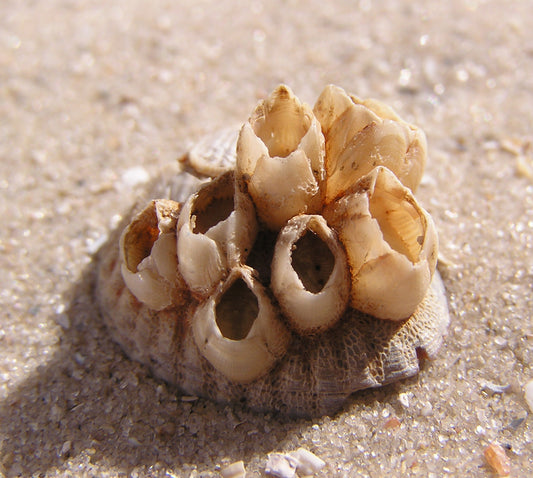 The "lazy worm" of the ocean - Barnacles