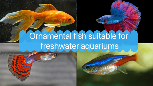 What is the most affordable freshwater live-bearer species of fish for home aquariums?
