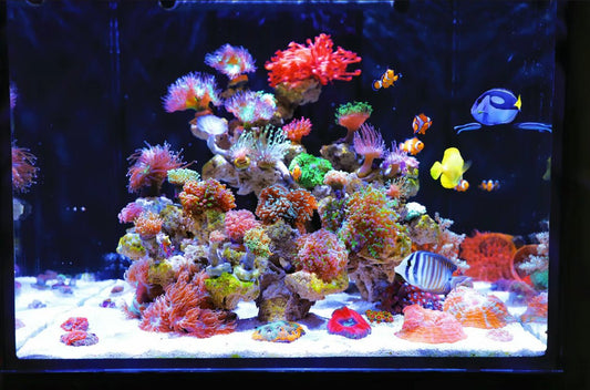 Best Lighting for a Saltwater Aquarium: A Comprehensive Guide