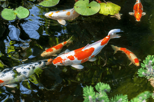 Koi Pond Care: Essential Considerations for a Healthy Environment