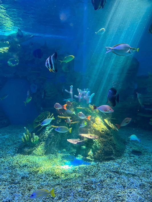 Here are some common types of aquariums and factors to consider when making your choice: