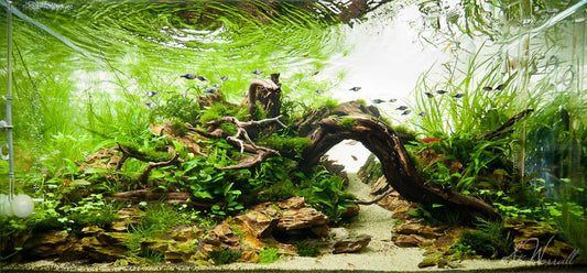 Nature Aquarium Style