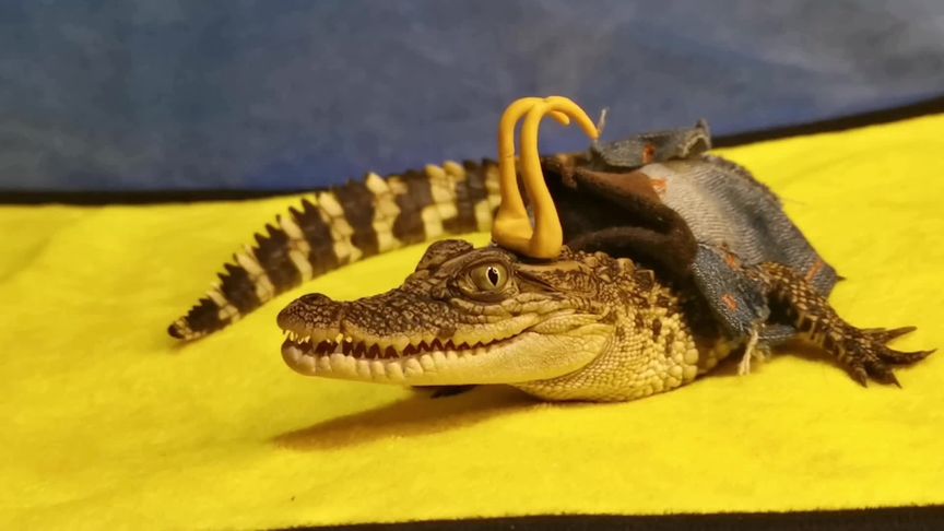 Keeping Crocodiles as Aquarium Pets: A Comprehensive Guide – Seaoura