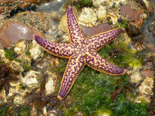 Keeping Starfish in Aquariums: A Beginner's Guide