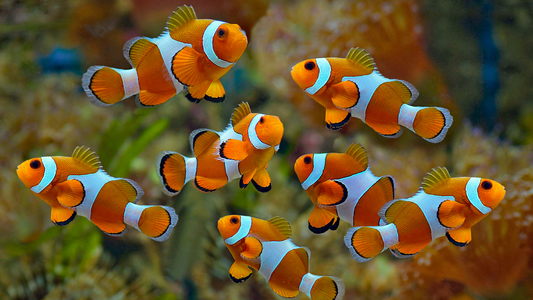 Which types of saltwater fish are suitable for aquariums?