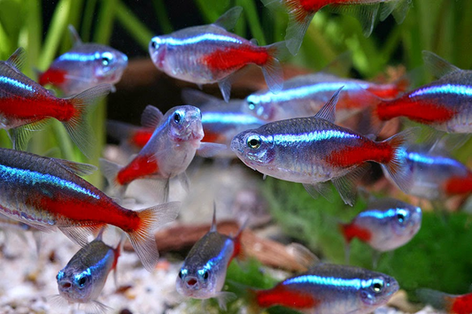 The Neon Tetra (Paracheirodon innesi)：A Small Tropical Fish with Enormous Potential for Aquaria