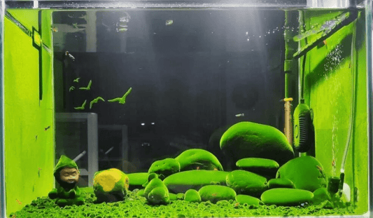 Algae - The Unwanted Guests in Any Aquarium