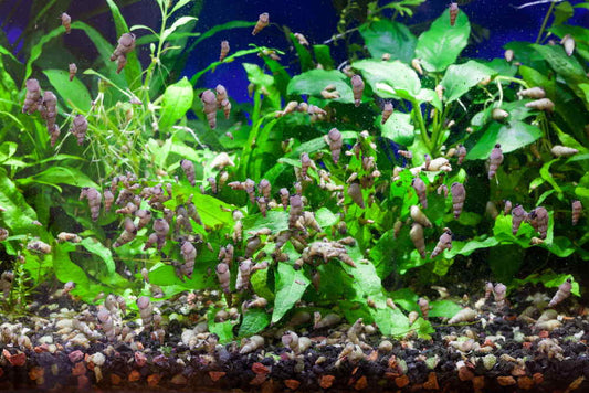 Snail plague in aquariums - How to fight it?