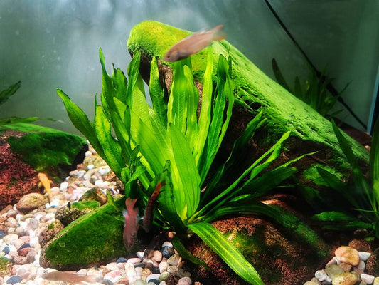 How to Deal with Algae with Different Ways?