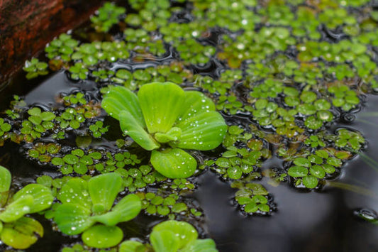 5 Floating Plants You Can Use in Your Aquarium.