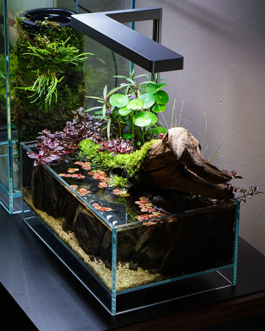 Aquatic Plants: Emergent and Submerged Growth