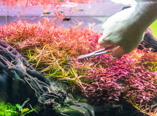 Proper pruning of aquarium plants.