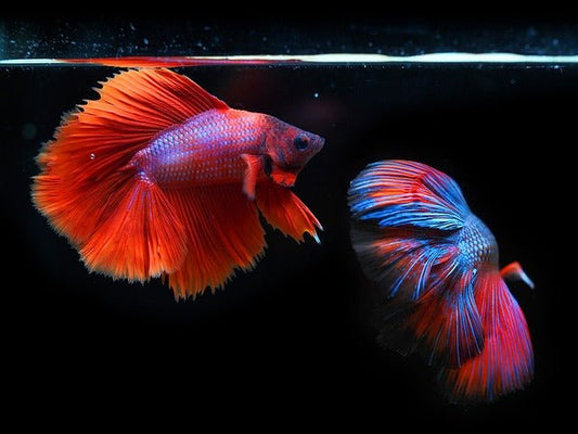 Betta Fish Care: How to Take Care of the Rarest Betta Fish