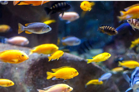 Which Fish Can Go with Cichlids in a Fish Tank